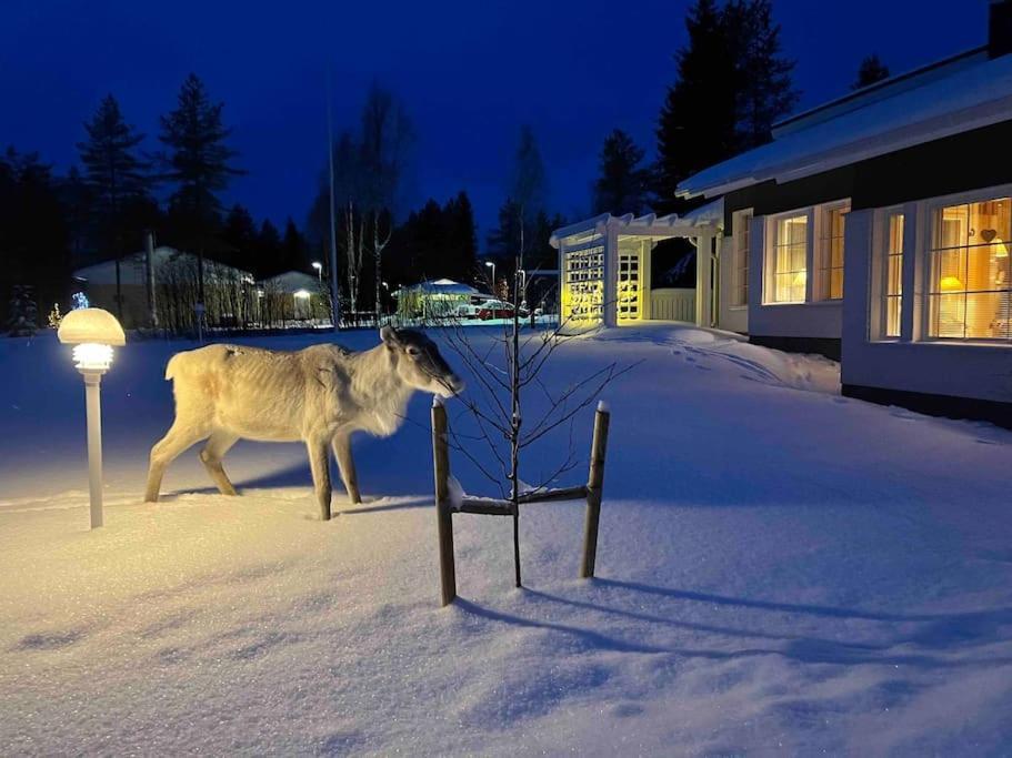 Kielo In Center Near All The Main Spots Rovaniemi Extérieur photo